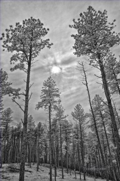 monochrome black white Painting - black and white forest 2